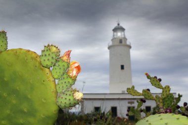 La mola vuurtoren formentera Opuntia chumbera