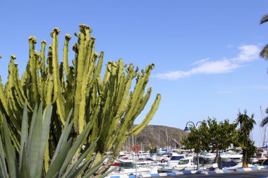 Moraira marina port görünümünden kaktüs