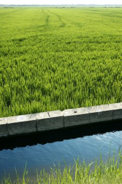 Rice field green meadow in Spain ditch clipart