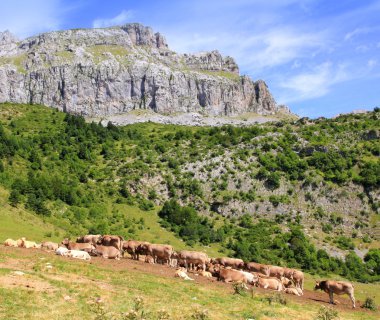 bisaurin tepe pyrenees inek sığır Vadisi üzerinde