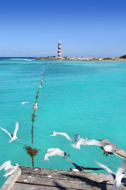 Cancun martı pier deniz feneri görünümünden