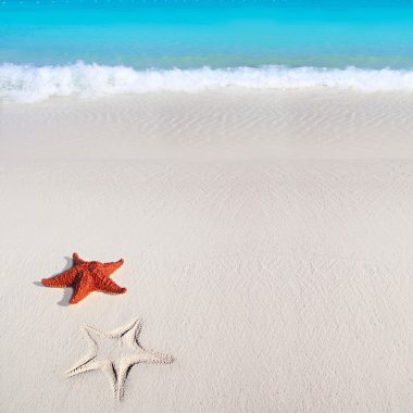 Karayip deniz yıldızı tropikal turkuaz kum plaj