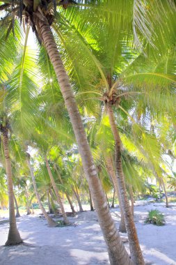 Hindistan cevizi hurma ağaçları beyaz kum tropik cennet