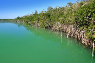 lagün mangrov kıyı Maya Rivierası
