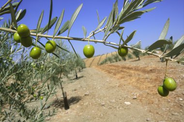 güzel yeşil zeytin alan makro mavi gökyüzü üzerinde