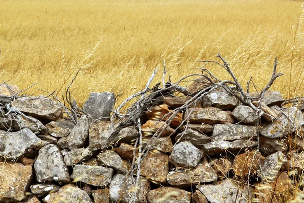 Кладка кам'яна стіна золоте літнє поле — стокове фото