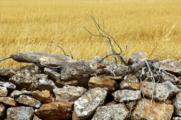 Muro de piedra de mampostería campo de verano dorado —  Fotos de Stock
