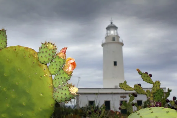 stock image La Mola lighthouse Formentera nopal chumbera