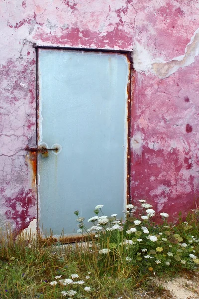 Puerta de pared envejecida flores de zanahoria silvestre Formentera — Foto de Stock