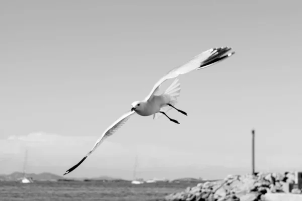 Möwen fliegen im Sommer auf Formentera — Stockfoto