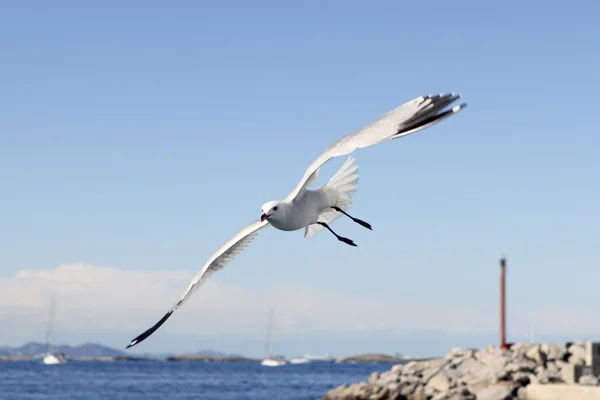 Летающие чайки в порту Форментера летом — стоковое фото