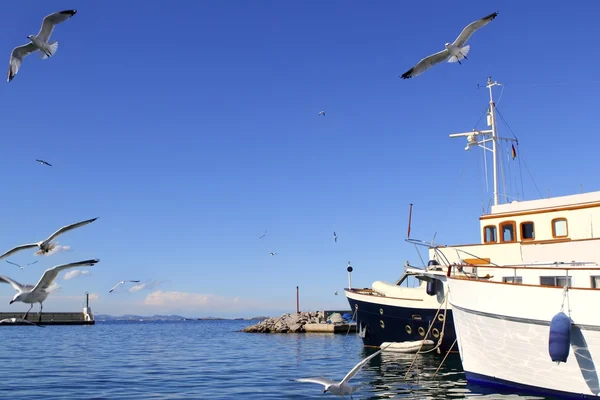 Flying seagulls on Formentera port summer — Stock Photo, Image