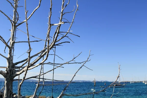 Mediterrane blauwe zee dired boomtakken — Stockfoto