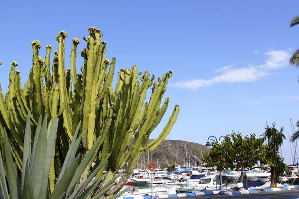 Moraira marina port view from cactus — Stock Photo, Image