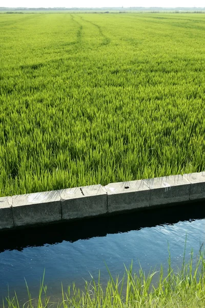 Rýžové pole zelené louce ve Španělsku příkopu — Stock fotografie
