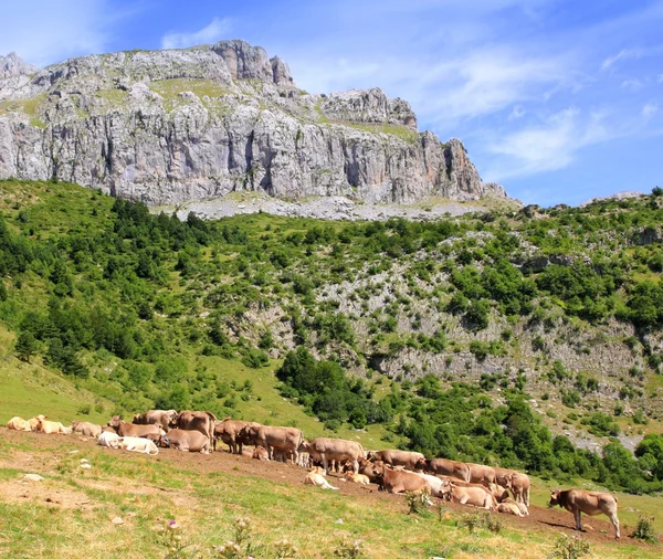 Bisaurin csúcs Pireneusok tehén szarvasmarha-völgy — Stock Fotó