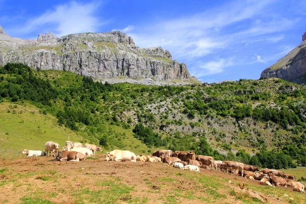 Bisaurin csúcs Pireneusok tehén szarvasmarha-völgy — Stock Fotó