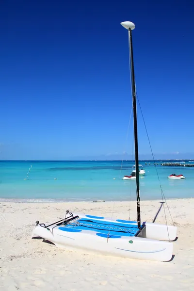 Кот Хоби на Карибском пляже приземлился на песок — стоковое фото