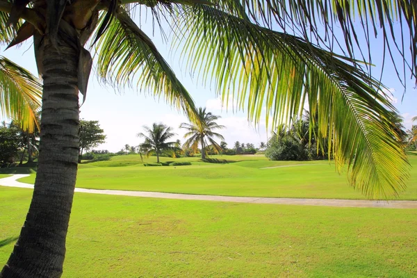 Golf Sahası tropikal palmiye ağaçları Meksika — Stok fotoğraf