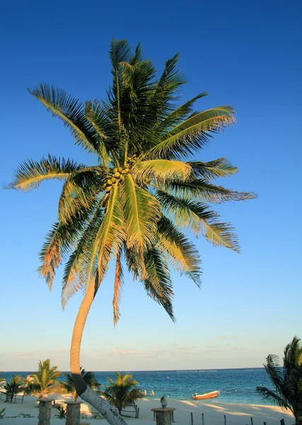 Κοκκοφοίνικα δέντρα Καραϊβικής τροπική παραλία — Φωτογραφία Αρχείου