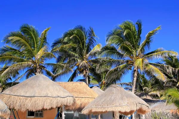 Palmy kokosowe drzewo niebieski niebo chałupa dach słoneczny palapa — Zdjęcie stockowe