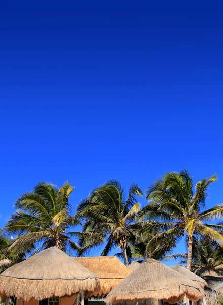 Coco palmeira céu azul cabana palapa sol telhado — Fotografia de Stock