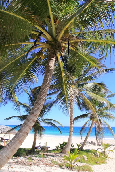 Caribbean coconut palm trees tuquoise sea — Stock Photo, Image