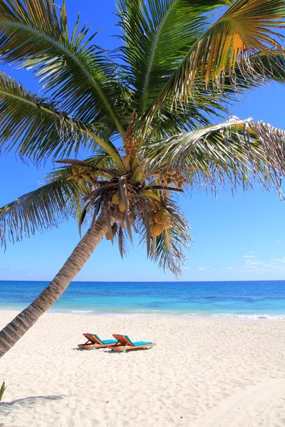 Bor dugók és üvegtuquoise 바다에서 카리브해 코코넛 야 자 나무 — 스톡 사진