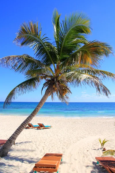 Karibi kókusz pálmafák találhatók, a tenger tuquoise — Stock Fotó