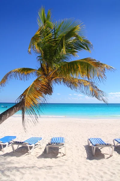 Karibiska kokospalmer i turkost hav — Stockfoto