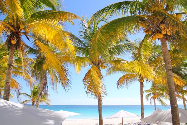 Coconut palm träd karibiska tropisk strand — Stockfoto