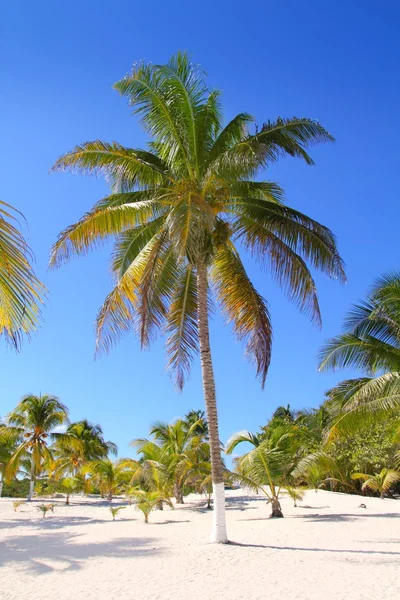 Кокосовые пальмы белый песок тропический рай — стоковое фото