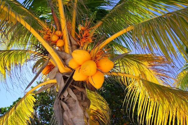 ヤシの木詳細熱帯のシンボルの上にココナッツ — ストック写真