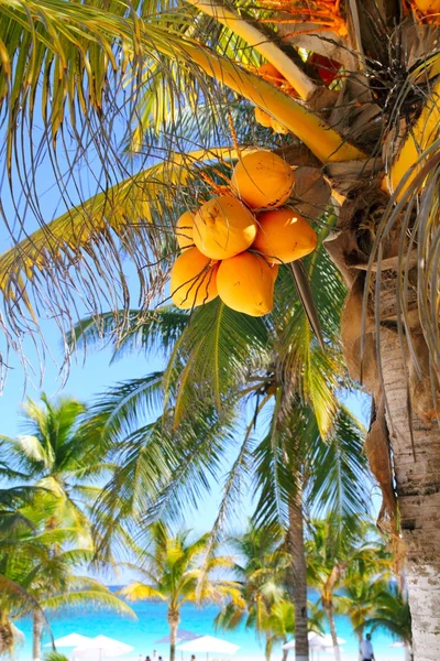 Coconut palm trees Caribbean tropical beach — Stock Photo, Image