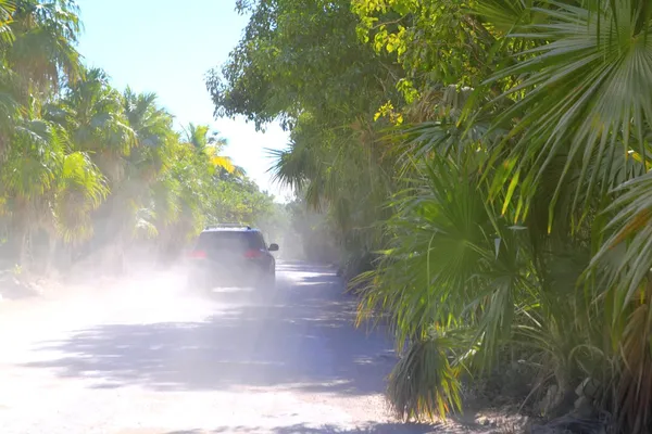Palm bomen spoor weg auto zand stof mistig — Stockfoto