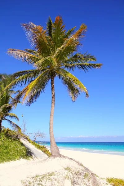 Karibi kókusz pálmafák találhatók, a tenger tuquoise — Stock Fotó