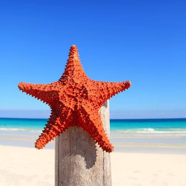 木製の棒のビーチにカリブ海のヒトデ — ストック写真