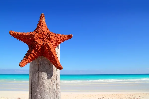 Caribbean starfish on wood pole beach — Stock Photo, Image