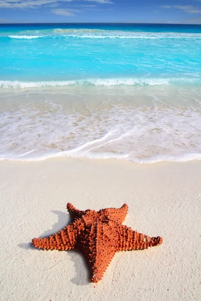 Karibik Seestern tropischer Sand türkisfarbener Strand — Stockfoto