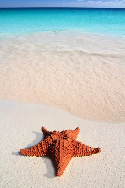 Karayip deniz yıldızı tropikal turkuaz kum plaj — Stok fotoğraf