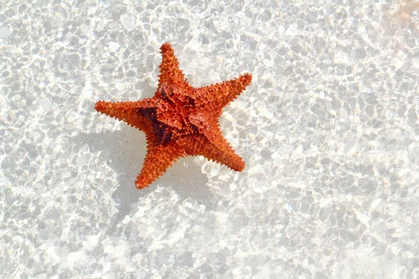 Sjöstjärna orange i vågig grunt vatten — Stockfoto