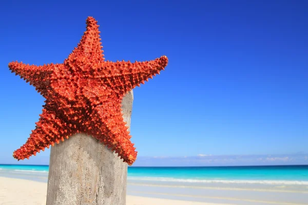 Ahşap direk sahilde Karayip deniz yıldızı — Stok fotoğraf