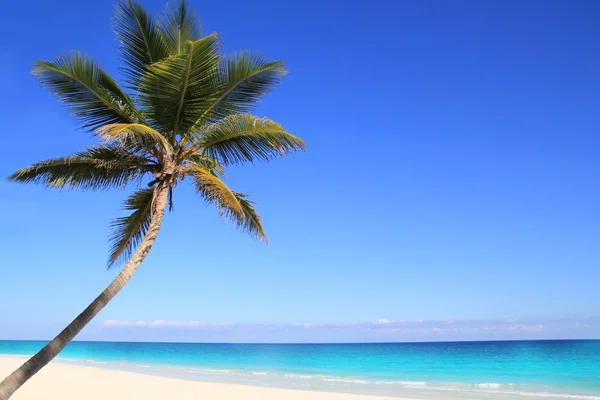 Karibská kokosových palem v tuquoise moři — Stock fotografie
