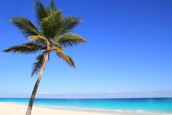 Caribische coconut palmbomen in de tuquoise zee — Stockfoto