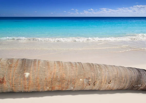 Coconut palm tree trunk lying on turquoise beach — Stock Photo, Image