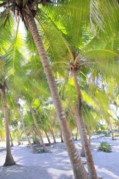 Kokospalmen weißer Sand tropisches Paradies — Stockfoto
