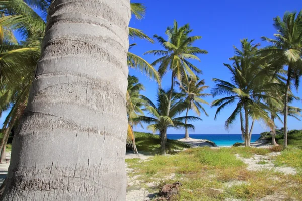 Кокосовые пальмы Карибский тропический пляж — стоковое фото