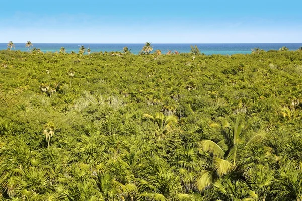 Tropikalne palmy drzewo dżungla sian kaan tulum — Zdjęcie stockowe