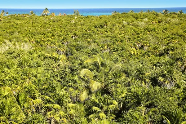 Tropische Palme Dschungel sian kaan tulum — Stockfoto