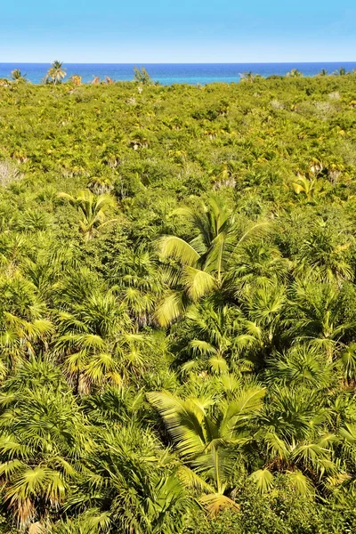 Tropical palm tree jungle Sian Kaan Tulum — 스톡 사진